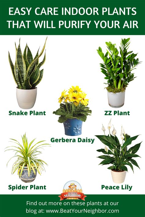 Easy Care Indoor Plants Indoor Air Purifying Plants Easy Plants
