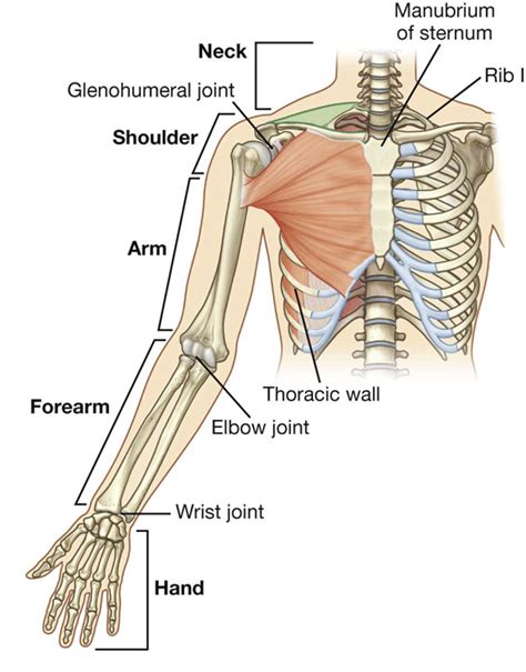 Bones Of The Upper Limb Anatomy And Physiology I Vrogue Co