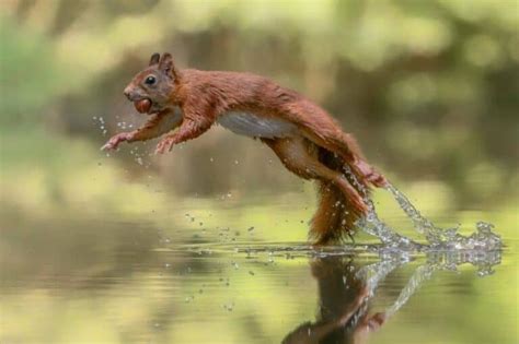20 Feet How Far Can Squirrels Jump How High Video Into Yard