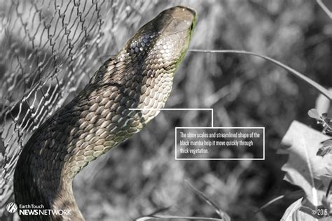In Photos Anatomy Of A Black Mamba How It Works Earth Touch News
