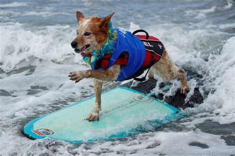 Surfs Pup These 41 Photos Of Dogs Riding The Waves In California Will