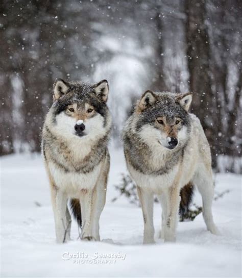 Beautiful Wildlife The Wolf Brothersby Cecilie Sønsteby