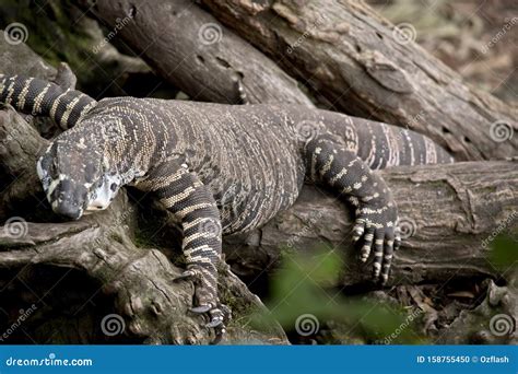 The Lace Lizard Is Climbing Up A Tree Stock Photo Image Of Monitor
