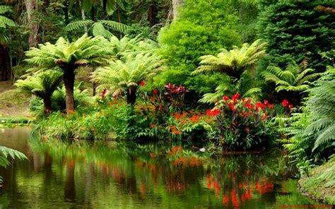 Тропический лес на берегу реки обои для рабочего стола картинки фото