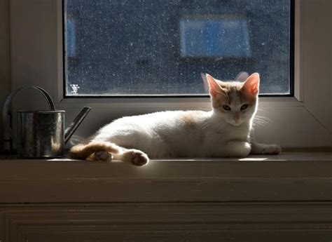 Milo Kitten Cats Kittens Cutest Cat Window