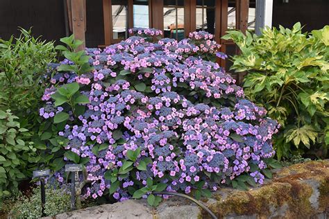 Hadley garden center store owner tom giles talks about what resources are available to local gardeners when they walk through his doors. Tuff Stuff Hydrangea (Hydrangea serrata 'MAK20') in ...