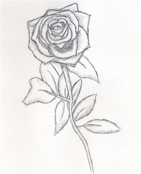 Rose Drawings Your Drawing Skills And Produce Beautiful Rose