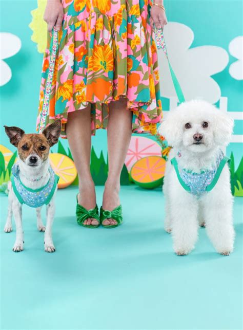 Cat sedation for travel should be the last resort. NEW: Oh Joy! for Petco Summer Collection | Petco