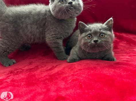 Gccf Registered Chunky British Shorthair Top Pedigree Kittens Ready Now