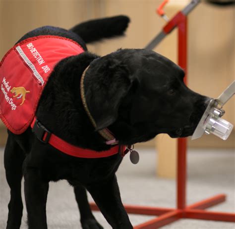 Canine Signalling Interfaces For Bio Detection Dogs Animal Computer