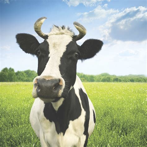 Cows Are Magnetic And 4 Other Weird Science Facts How It Works Magazine