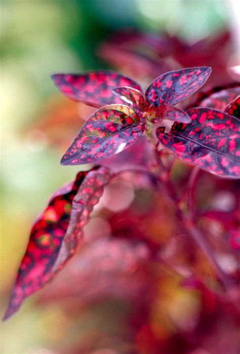 Check spelling or type a new query. 12 Gorgeous Annuals That Thrive in the Shade | Shade ...