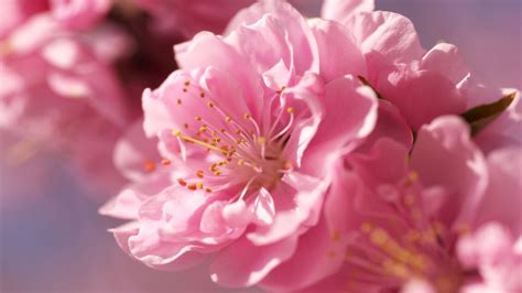 Wallpaper Pc Sakura Pink Flowers Blooming Cherry Tree In Kawazu Japan