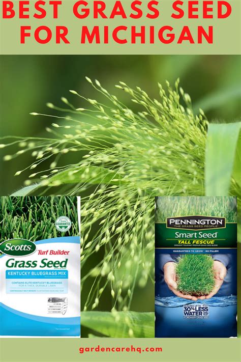 Best Grass Seed For Michigan In 2021 Best Grass Seed Grass Seed
