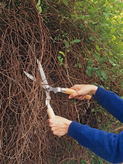 To shorten the wait and help ensure your success, it's. How To Prune Clematis | Climbing plants, Garden vines ...