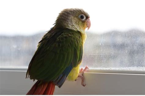 Conures Types The Ultimate Guide Chipper Birds