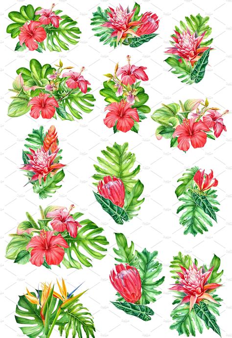 Tropical Plants Tropical Plants Flower Pictures Painted Leaves