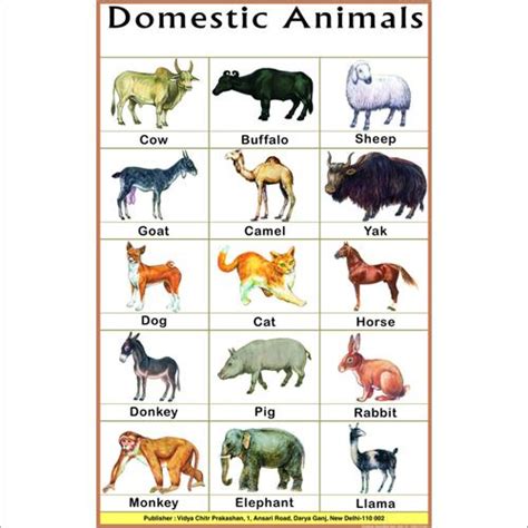 Domestic Animals Chart Dimensions 70 X 100 Centimeter Cm At Best
