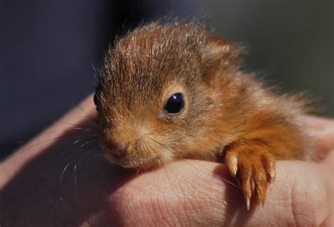 Baby Red Squirrel Nikon D90 British Wildlife Centre This B Flickr