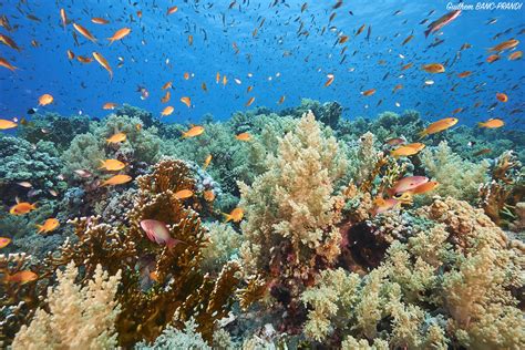 Transnational Red Sea Project That Could Help Save Earths Coral Reefs