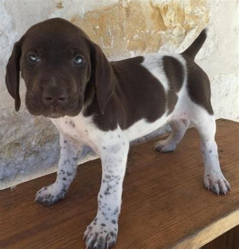 german shorthaired pointer puppies  sale boise id