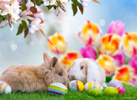 Cool Easter Bunny Wallpapers Wallpaper Cave