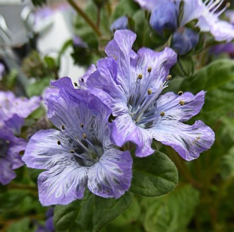Maybe you would like to learn more about one of these? Phacelia divaricata, a Bay Area local native annual ...