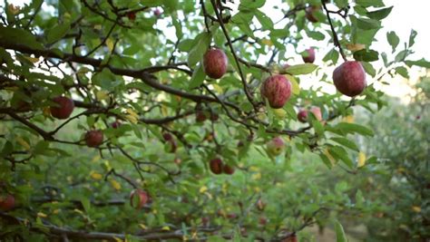 Which apple tree will pollinate my anna apple tree? 1.jpg