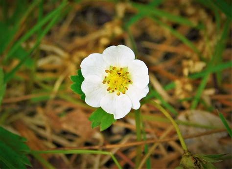 White Wild Flower Photograph By Theresa Nye