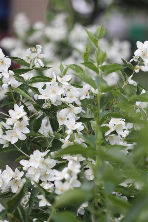 Beautiful White Jasmine Flower In The Garden Stock Image Image Of
