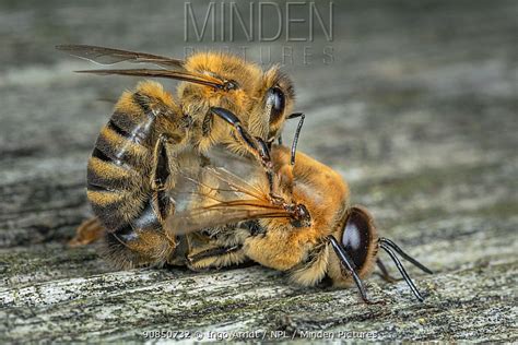 Worker Bees Kill Drones Drone Hd Wallpaper Regimageorg
