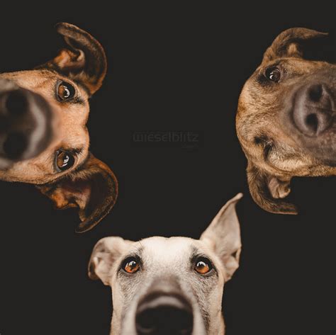 Tips On Shooting Adorably Playful Pet Portraits By Elke Vogelsang
