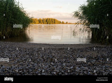 Beach Filled With Shells Stock Photo Alamy