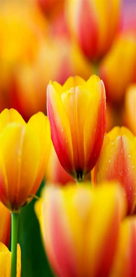Beautiful Tulips Wallpaper By Dashti33 Download On Zedge™ 4159