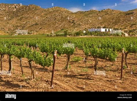 Vineyard At Valle De Guadalupe Ruta Del Vino Baja California Mexico