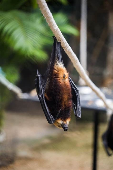Giant Crowned Flying Fox Meet The Giant Golden Crowned Flying Fox The