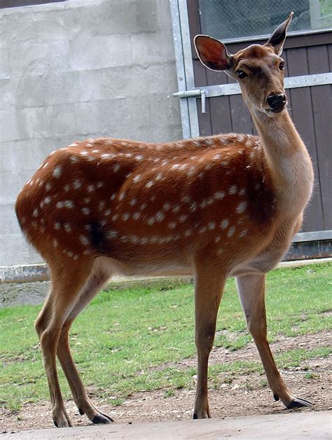 The Sika Deer Cervus Nippon Also Known As The Spotted Deer Or The