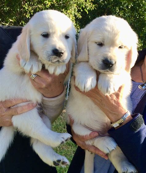 Ready now $1000 call 256.523.2005 Pedigree puppy prices soar as profiteers cash in on COVID ...