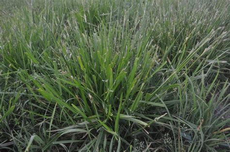 Pub Of The Month Conversion Of Toxic Tall Fescue To Novel Endophyte