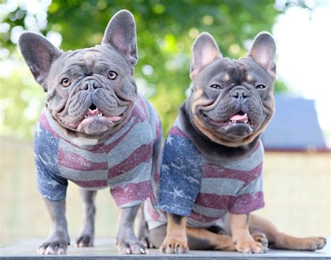 Pin by ♥French bulldog my life♥ on french bulldog life | French bulldog, Bulldog, I love dogs