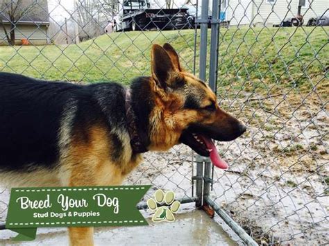 Akc Black And Red German Shepherd Stud Service Stud Dog In Indiana