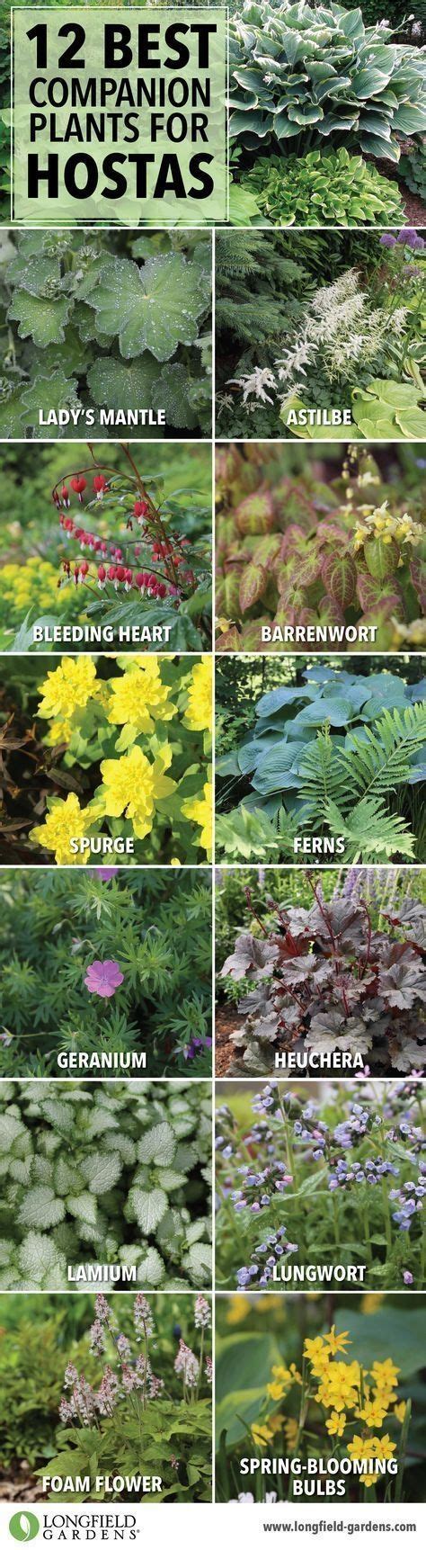 12 Best Companion Plants For Hostas Shade Plants Longfield Gardens