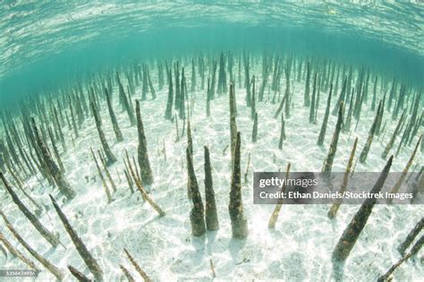 The Roots Of Black Mangrove Trees Called Pneumatophores Rise From The