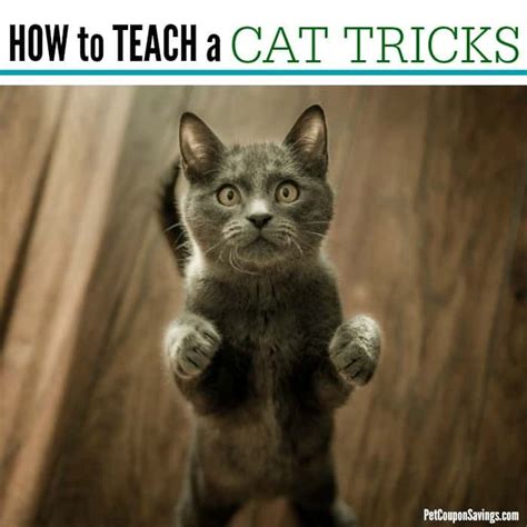 Did You Know You Can Teach Your Cat Tricks Check Out Our Article For