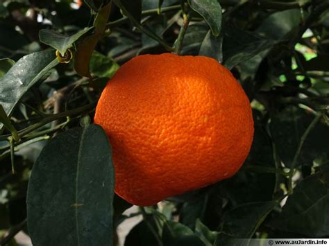 Oranger Orange Douce Planter Cultiver Récolter