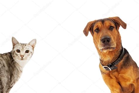 Dog And Cat With Copy Space Stock Photo By ©adogslifephoto 32847915