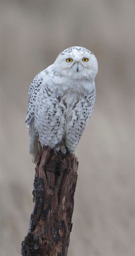 Búho Nival Snowy Owl Schneeeule Harfang Des Neiges Wild Animals