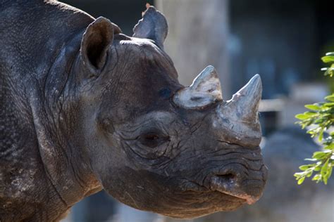 a final farewell the western black rhino goes extinct