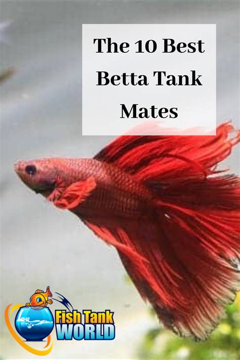 Betta Tank Mates The 10 Best Companions For Your Betta Fish Artofit