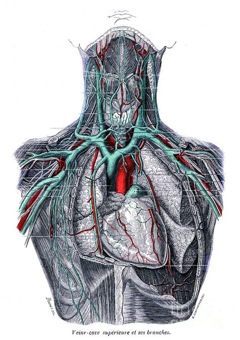 Veins Of The Chest Photograph By Collection Abecasisscience Photo